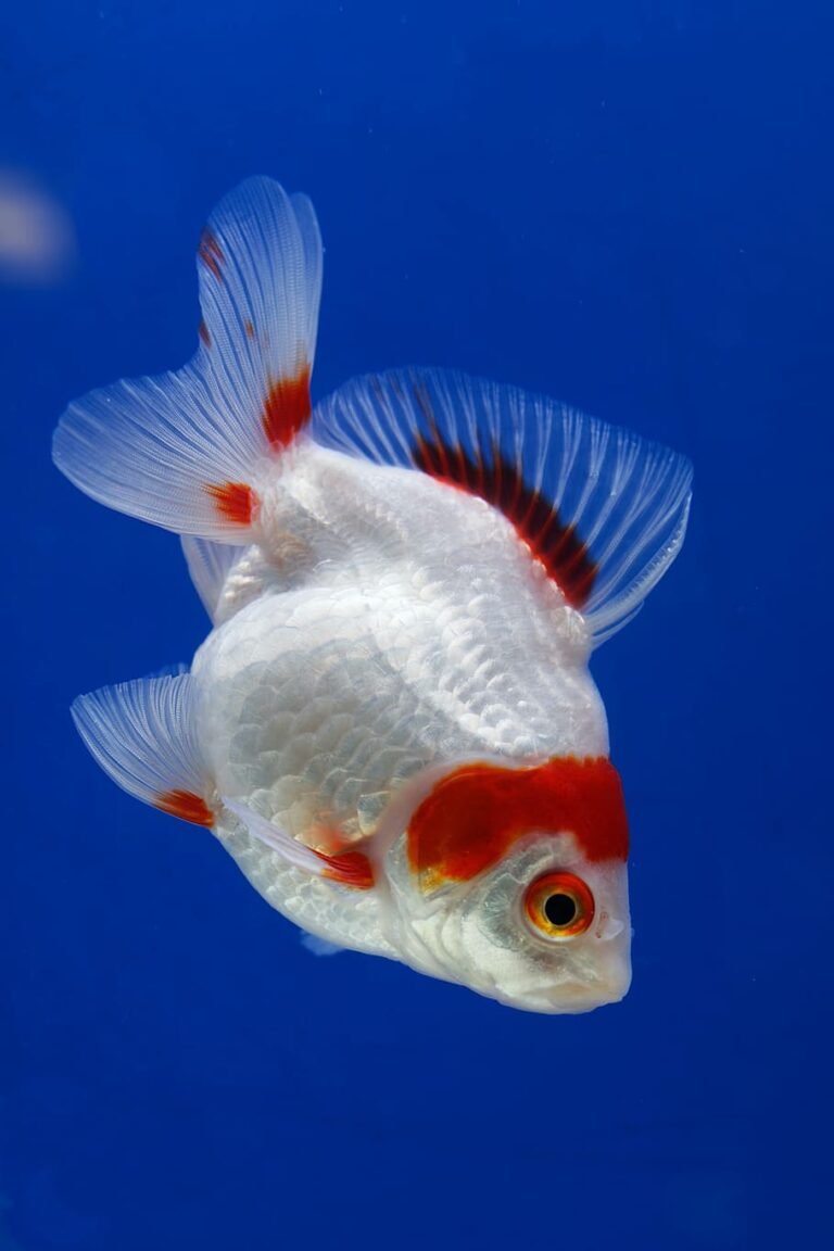 Enfermedades en peces de agua fría